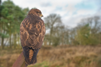 Birds of prey  Shropshire Wildlife Trust