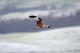 Red kite in flight