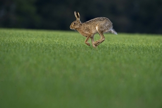 Running brown hare