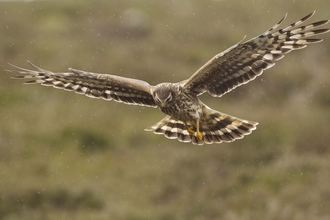 Cornwall Wildlife Trust - Five frequently sighted birds of prey in