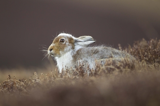 Mountain hare moulting