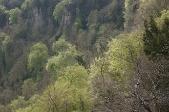 Beech and yew woodland