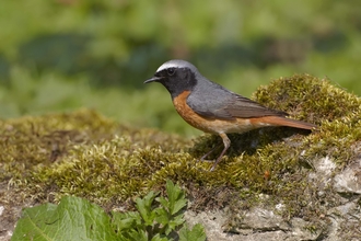 Redstart