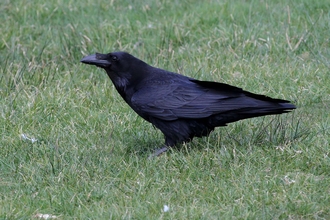 Rook  BTO - British Trust for Ornithology