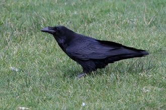 Rook | The Wildlife Trusts