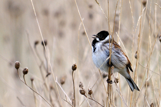 Reed Bunting