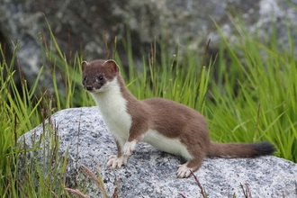 A stoat standing on a rock, one paw raised as it contemplates running