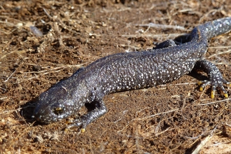 Great crested newt | The Wildlife Trusts