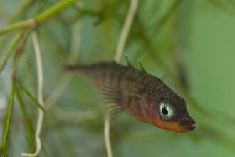 Wildlife Explorer | The Wildlife Trusts