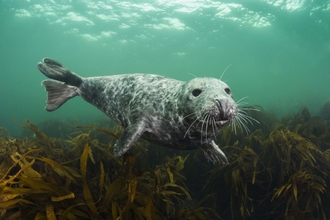 Grey Seal