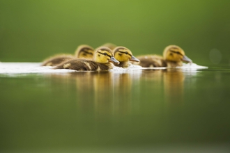 Mallard ducklings