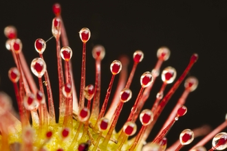 Round-leaved Sundew