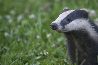 Badger - Bertie Gregory/2020VISION