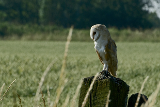 Barn Owl - Les Binns