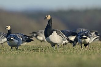 canada goose nesting uk