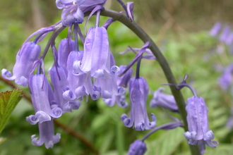 Bluebell The Wildlife Trusts