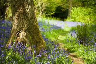 Bluebells