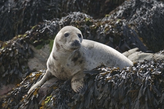 Common seal | The Wildlife Trusts