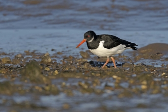 Oystercatcher