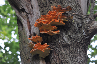 Chicken of the Woods