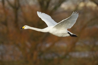 Whooper Swan