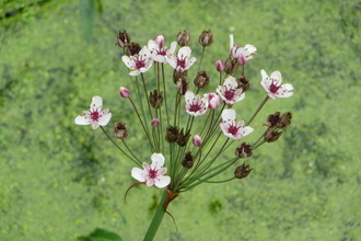 Flowering Rush