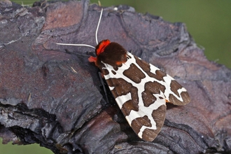 Garden Tiger moth