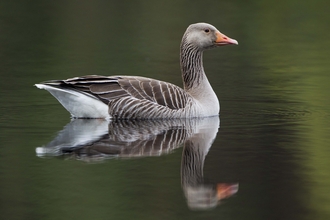 A greylag goose swimming, reflected in the water