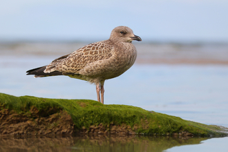 Herring Gull juvenile