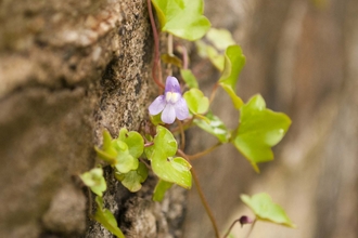 Ivy-leaved Toadflax