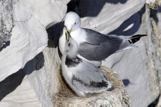 Kittiwake chick at nest