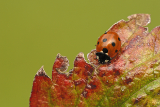 7-spot Ladybird