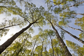 Silver Birch