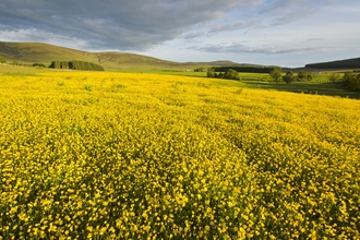 Bulbous buttercup  The Wildlife Trusts