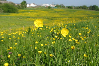 Meadow Buttercup