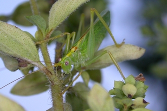 cricket grasshoppers bush oak crickets wildlife