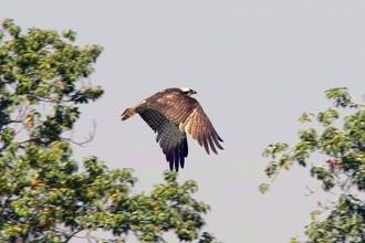 Osprey - Derek Moore