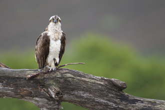 Osprey - Peter Cairns/2020VISION