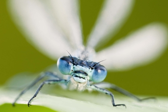 Common Blue Damselfly