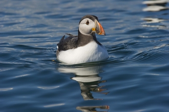 Puffin on water