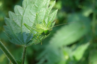 Great green bush-cricket | The Wildlife Trusts