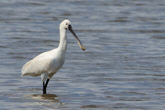 European spoonbill | The Wildlife Trusts