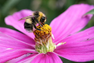 White-tailed Bumblebee