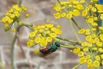 Ruby-tailed Wasp