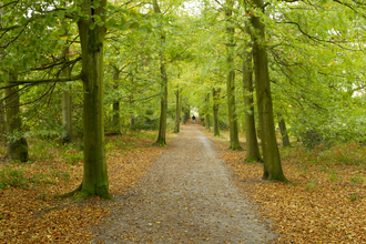 Woodland path