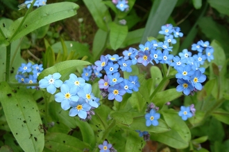 Water Forget Me Not The Wildlife Trusts