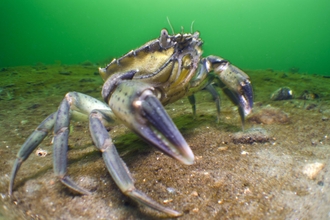 Shore Crab