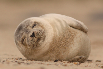 Common Seal 