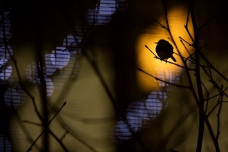 Heathrow Roostings Daniel Trim Wildlife Photography Awards.jpg