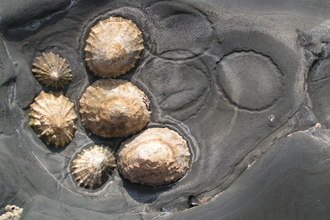 limpet slipper limpets